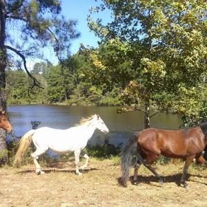 Meet your Posher, Wayne